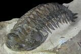 Bargain, Crotalocephalina Trilobite - Foum Zguid, Morocco #87943-1